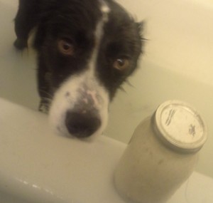 dog in bathtub with DIY shampoo