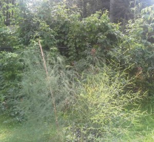 blackberry bush serving as a privacy screen in a backyard