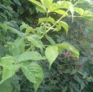 first and second year wild blackberry canes