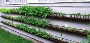 vertical gardening with gutters on side of house