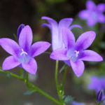3 sweet violet flowers