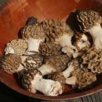 Bowl of morel mushrooms