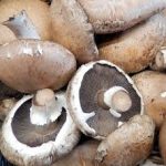Multiple portobello mushrooms