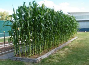 sweet corn growing in a raised bed in a backyard