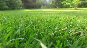 lawn close up