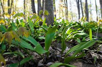 Forage for ramps