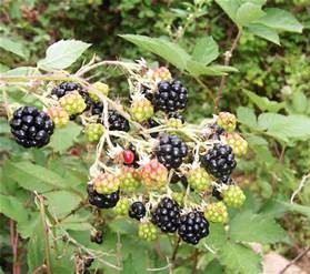Forage for Wild Blackberries and Blackberry Plants