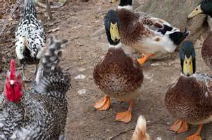 Raising Chickens vs Ducks: Pros, Cons, Tips, and Tricks