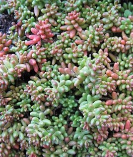 Chamomile lawn alternative: Coral carpet sedum