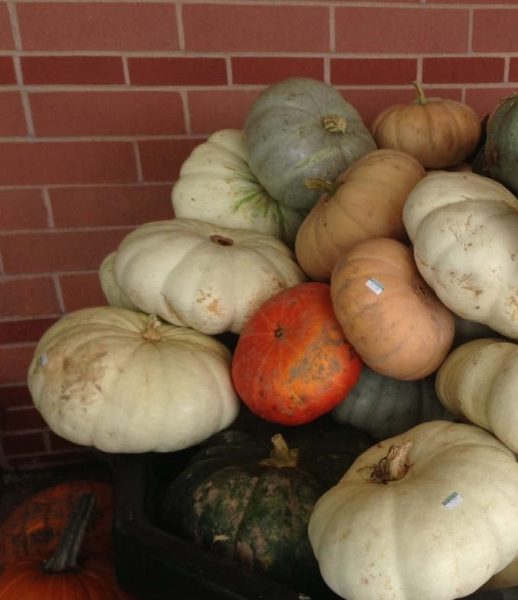 Pumpkin and Avocado: Abundant But Underappreciated Crops