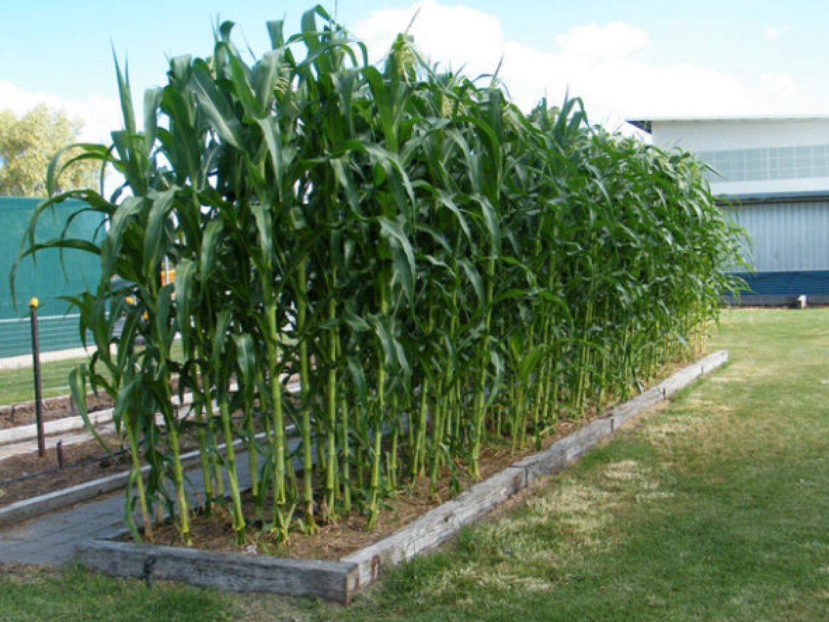 How To Grow Sweet Corn In Your Backyard