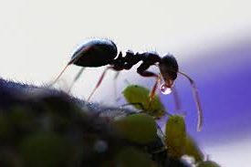 ant and aphid