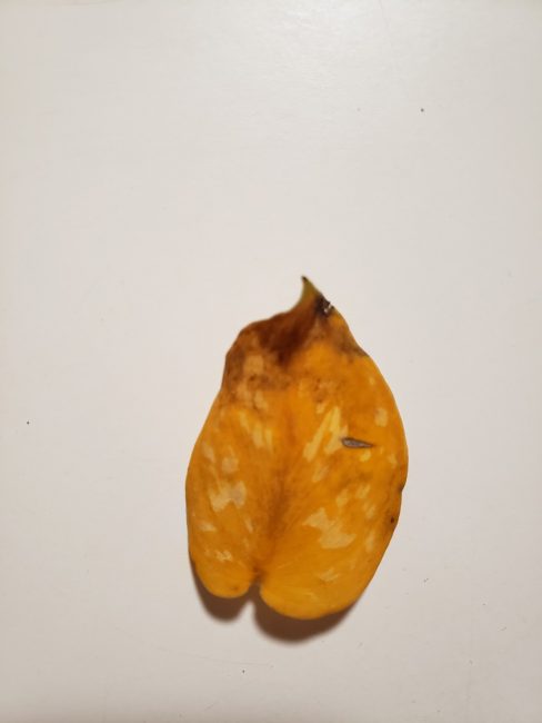 dead plant leaf