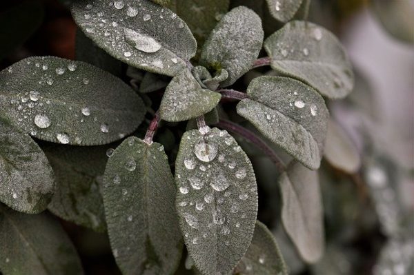 Close up of sage leaves with water droplets.