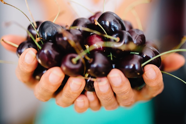 hands holding black cherries