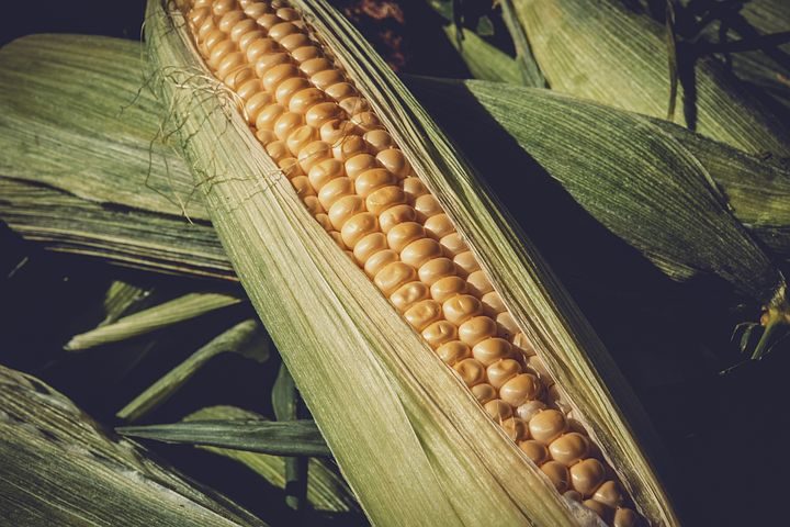 How to Successfully Grow a Lot of Sweet Corn at Home